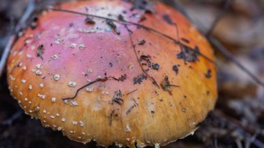Büyük, kırmızı, sineksi bir kapağın yakın çekimi..