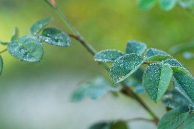 Bir bitkinin yeşil yaprakları üzerinde yoğunlaşmış sabah çiğ damlalarının yakın çekimi.