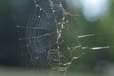 İçinde böcekler olan yırtık bir orman örümceği ağı..