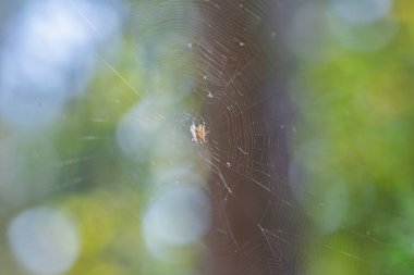 Ağın ortasında örümceğin kendisi ve ağa sarılmış kurban var..