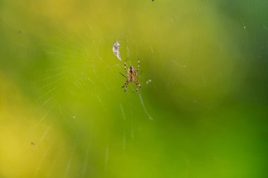 Örümceğin yanında oturduğu ağla kaplı bir böceğe odaklanıyor..