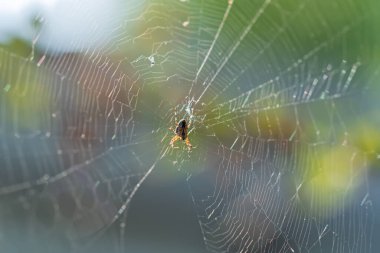 Ağın ortasında bir örümcek yaz bitkilerinin arka planına karşı..