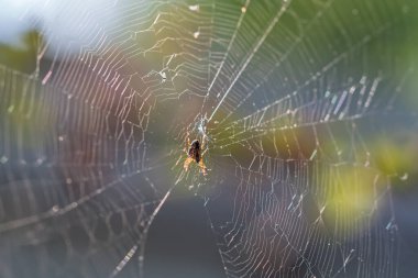 Bir örümcek, yaz yapraklarıyla çevrili bir ağın tam ortasına yerleştirilir..