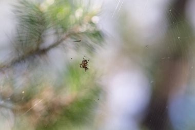 Avını pençelerinde tutan bir örümceğin daha fazla hareket için yakın plan çekimi..