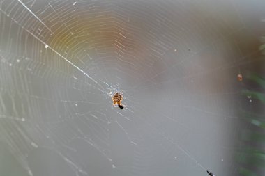 Bir çapraz örümceğin yakın plan görüntüsü ağının ve atık ürününün merkezinde duruyor..