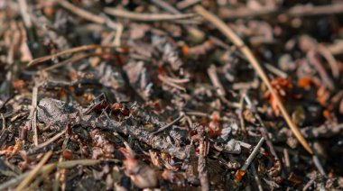 Yuvasının dışındaki kırmızı odun karıncasını yakından çek..