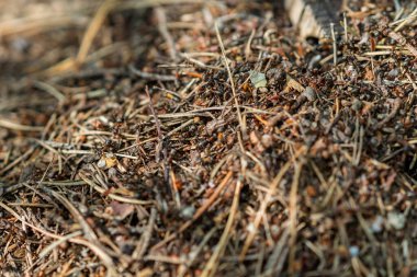 Karıncaların bir ileri bir geri koşturduğu bir karınca yuvasına yakın çekim..