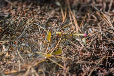 Kızıl orman karıncaları karınca yuvasına düşen bir damladan bal emerler..