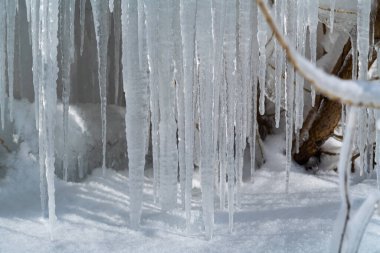 Large icicles, formed by water running down them, hang from tree branches.