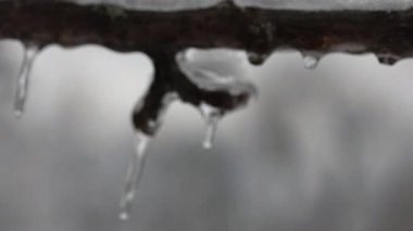 Buz ve karla kaplı bir dala yakın duruş ve buzdan sarkıtlar..