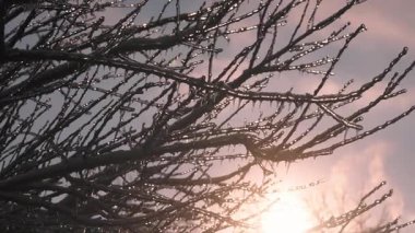 Ağaç dalları, buzla kaplı, batan güneşin ışınlarında parıldıyor..