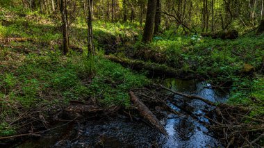 Güneşli bir yaz gününde orman deresinde eski yosunlu kütükler..