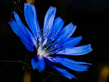 Bir yaz gecesi tarlasında yapraklarında örümcek ağları olan mavi hindiba çiçeği..