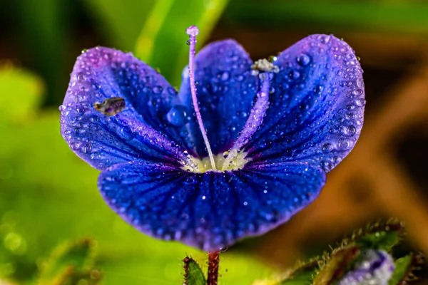 Blue Forest Flower Dew Drops Summer Sunny Day — Stock Photo, Image