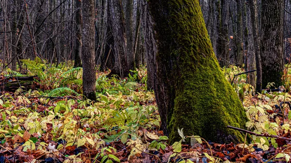Troncs Arbres Mousseux Parmi Herbe Morte Dans Forêt Automne Par — Photo