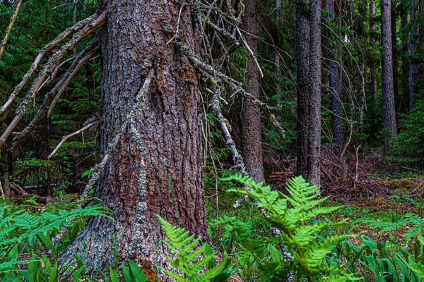 Samambaia Tronco Cinza Roído Velho Abeto Contexto Uma Floresta Escura — Fotografia de Stock