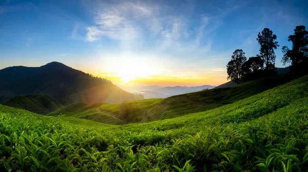 Plantación de té por la mañana —  Fotos de Stock