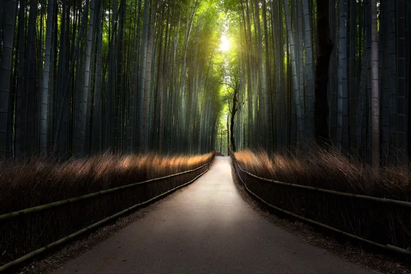 The Arashiyama Bamboo Grove of Kyoto — Stock Photo, Image