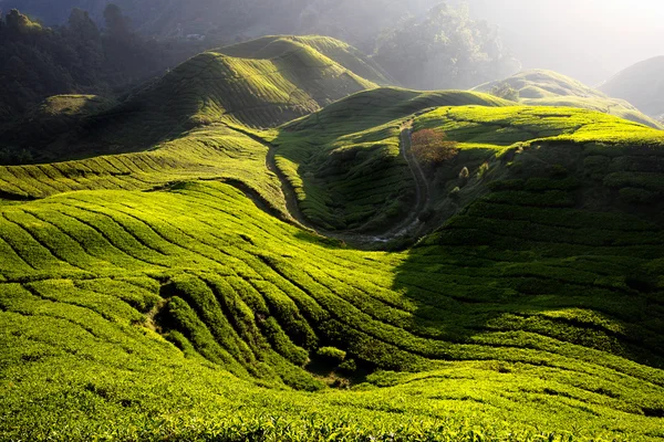 Plantação de chá pela manhã — Fotografia de Stock