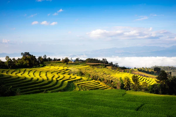 PA Pong Piang pirinç terasları — Stok fotoğraf