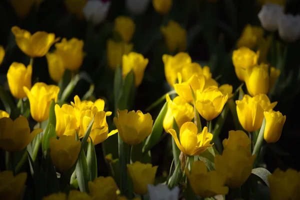 Yellow tulips flower — Stock Photo, Image