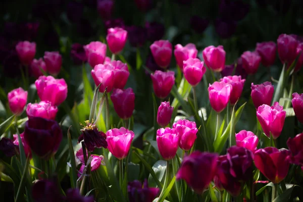 Pink tulips flower — Stock Photo, Image