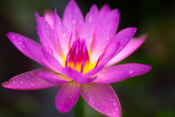 Rosa lotus närbild — Stockfoto