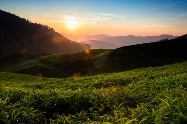 Tea plantation, Malaysia — Stock Photo, Image