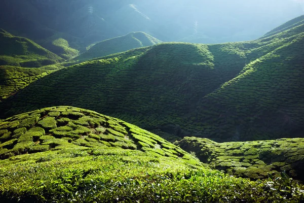 Cameron Highlands Malezya Daki Çay Çiftlikleri — Stok fotoğraf