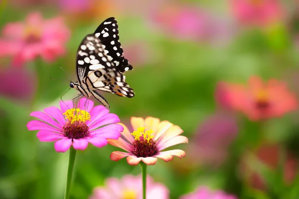 Common tiger butterfly — Stock Photo, Image