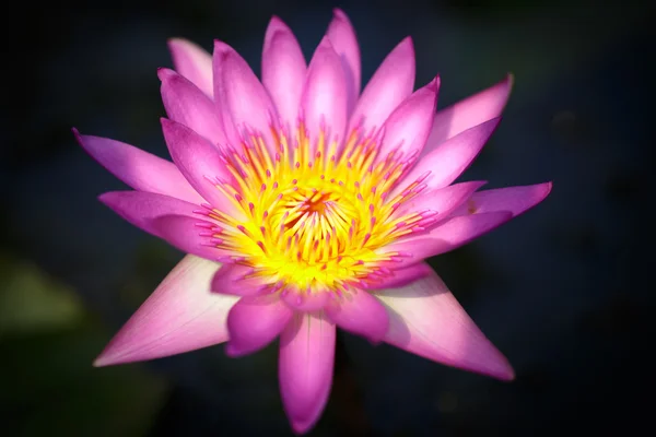 Rosa lotus — Stockfoto