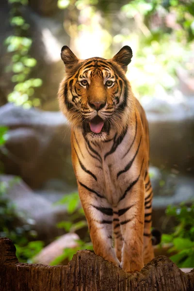 Тигр — стокове фото