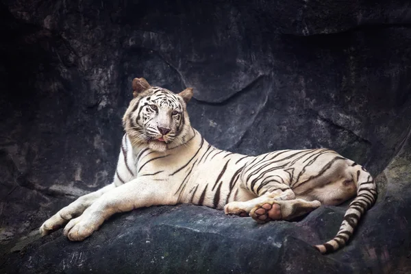 Witte tijger — Stockfoto