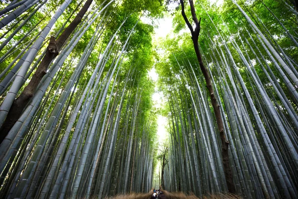 Arashiyama — Stock Photo, Image