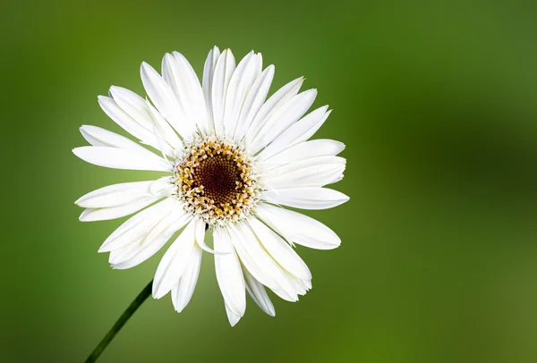 Weißes Gänseblümchen — Stockfoto