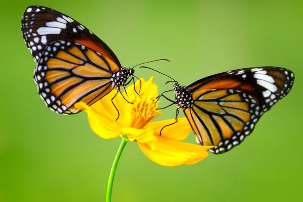 Butterflys — Stock Photo, Image
