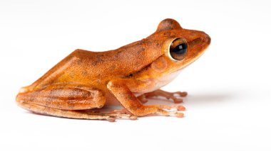 Küçük yeşil kurbağa türleri