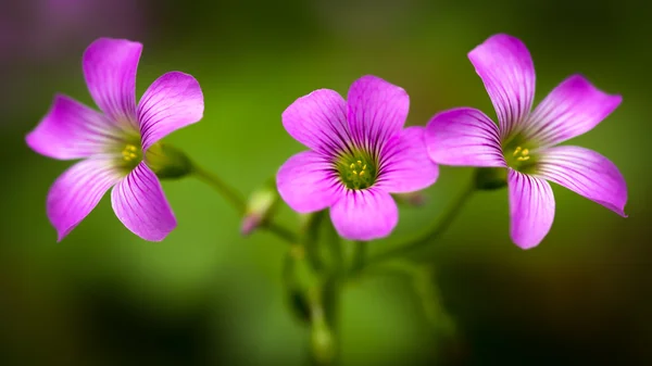 粉红色的紫叶酢浆草酢浆草 — 图库照片