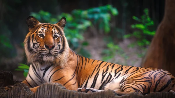 Tigre — Fotografia de Stock