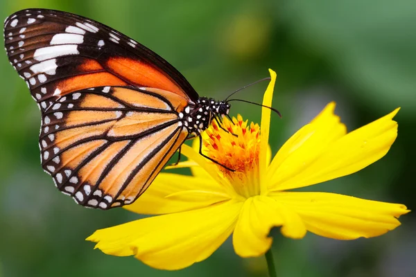 Borboleta — Fotografia de Stock