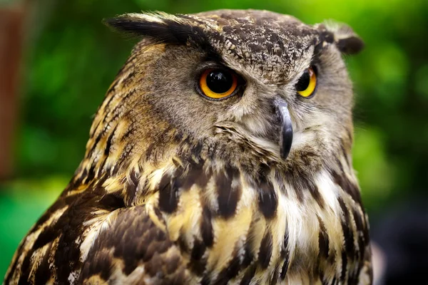 Closeup Owl — Stock Photo, Image