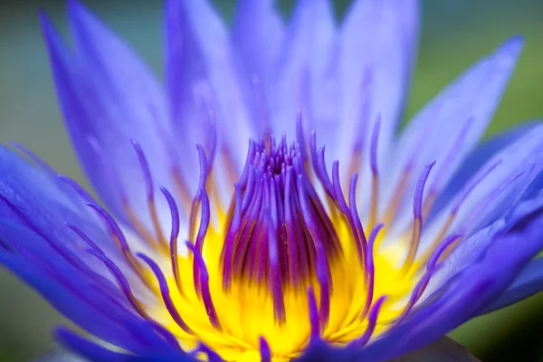 Purple lotus — Stock fotografie