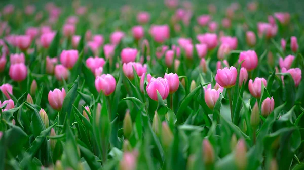 Rosa Tulpen — Stockfoto