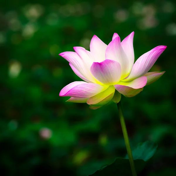 Belle fleur de lotus rose — Photo