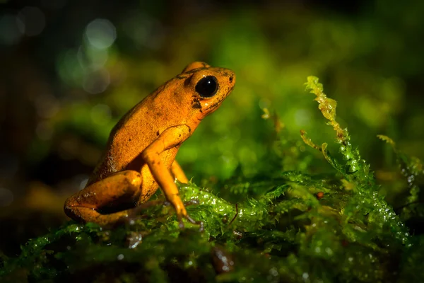 Pequeña rana verde — Foto de Stock