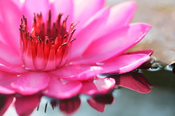 Roze lotus — Stockfoto