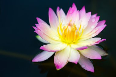 Lotus