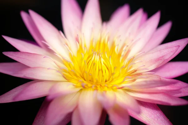 Rosa lotus — Stockfoto