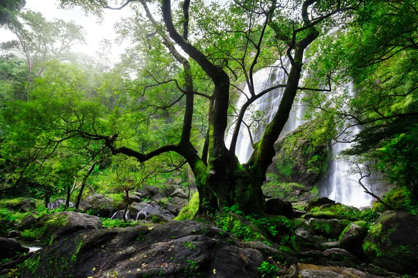 Floresta verde — Fotografia de Stock