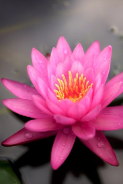 pembe lotus